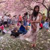 Photos: Gloriously 'Beyond Peak' Cherry Blossom Trees At Brooklyn Botanic Garden's Sakura Matsuri